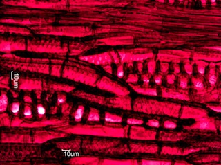Maclura pomifera, Tangential-Section