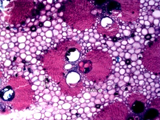 Bamboo, Cross-Section