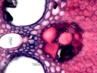 Bamboo, Cross-Section