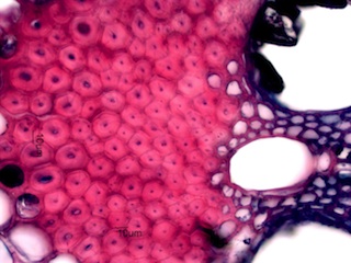 Bamboo, Cross-Section