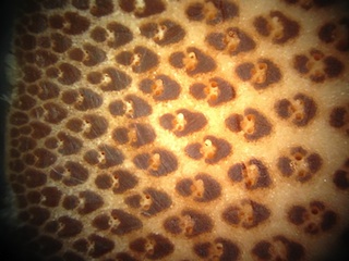 Bamboo, Cross-Section