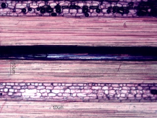 Madake, Longitudinal Section