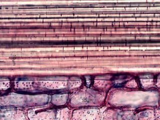 Madake, Longitudinal Section
