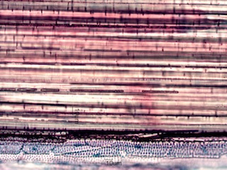 Madake, Longitudinal Section