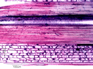 Madake, Longitudinal Section