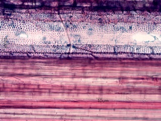 Madake, Longitudinal Section