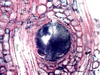 Madake Node, Longitudinal Section