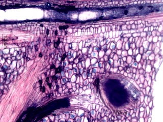 Madake Node, Longitudinal Section