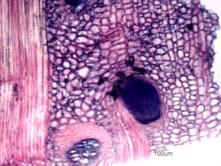 Madake Node, Longitudinal Section