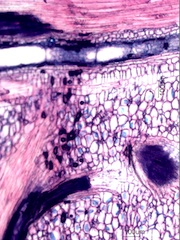 Madake Node, Longitudinal Section