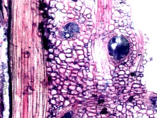 Madake Node, Longitudinal Section