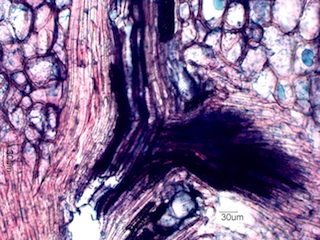 Madake Node, Longitudinal Section
