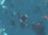 Magnetite Sphere