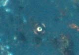 Magnetite Sphere