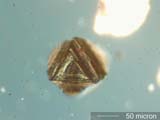 Magnetite