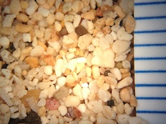 Beach Sand From Mahaiula, Hawaii (Big Island), Hawaii