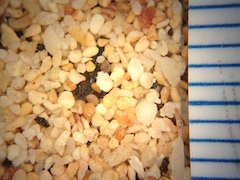 Beach Sand From Mahaiula, Hawaii (Big Island), Hawaii
