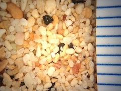 Beach Sand From Mahaiula, Hawaii (Big Island), Hawaii