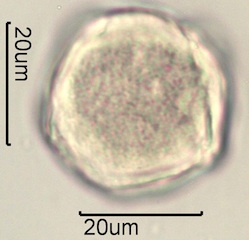 Mahonia Pollen
