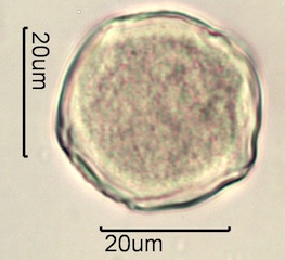 Mahonia Pollen