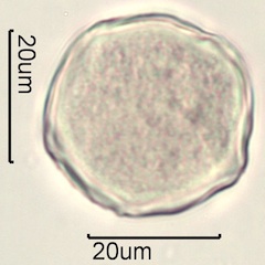 Mahonia Pollen