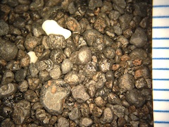 Beach Sand From Makolea, Hawaii (Big Island), Hawaii