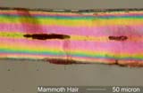Mammoth Hair