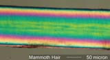 Mammoth Hair