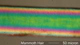 Mammoth Hair