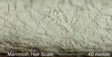 Mammoth Hair Cast