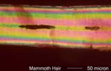 Mammoth Hair