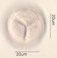 Manzanita Pollen