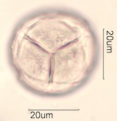 Manzanita Pollen