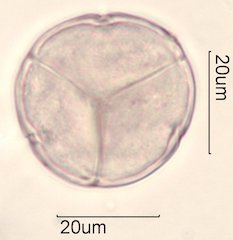 Manzanita Pollen