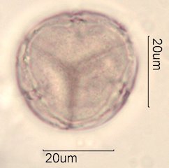 Manzanita Pollen