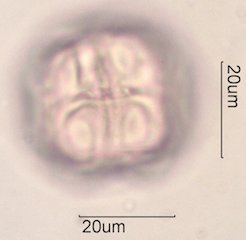 Manzanita Pollen