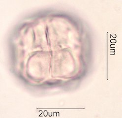 Manzanita Pollen