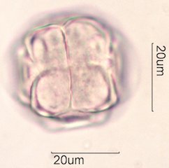 Manzanita Pollen