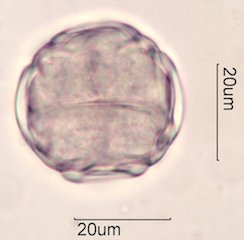 Manzanita Pollen