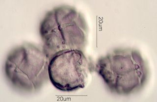 Manzanita Pollen