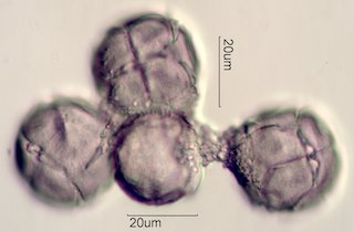 Manzanita Pollen