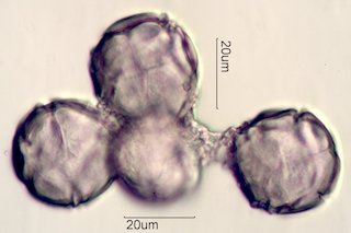 Manzanita Pollen