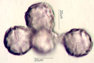 Manzanita Pollen