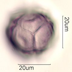 Manzanita Pollen