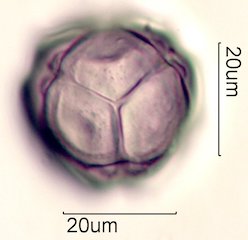 Manzanita Pollen