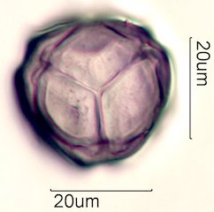 Manzanita Pollen