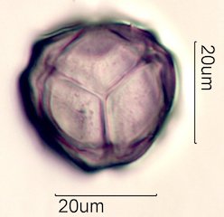Manzanita Pollen