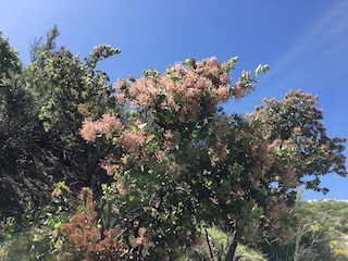 Manzanita