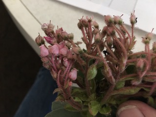 Manzanita