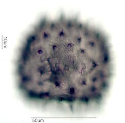 Mao Pollen